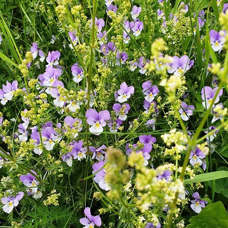 Horizon Aubrac Laguiole